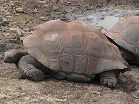Tortues Tortues