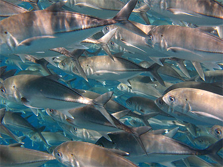 Troupeau de poissons Troupeau de poissons