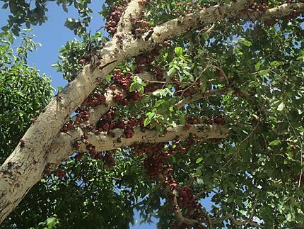 Fruits d'un arbre inconnu