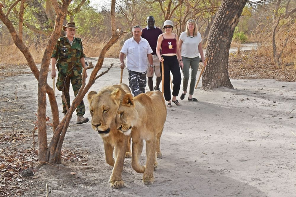 Balade avec les lions