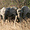 Eléphants dans la Pendjari