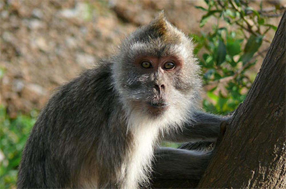 Singe aux environs de Quatre Bornes