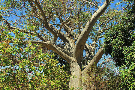 Bozy be - le baobab à mille branches