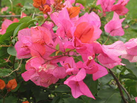 Bougainvillé Bougainvillé