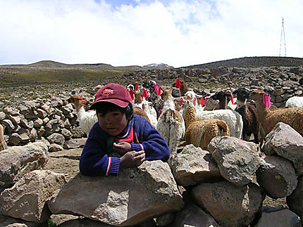 Le petit gardien sur la route d'Arequipa-Chivay