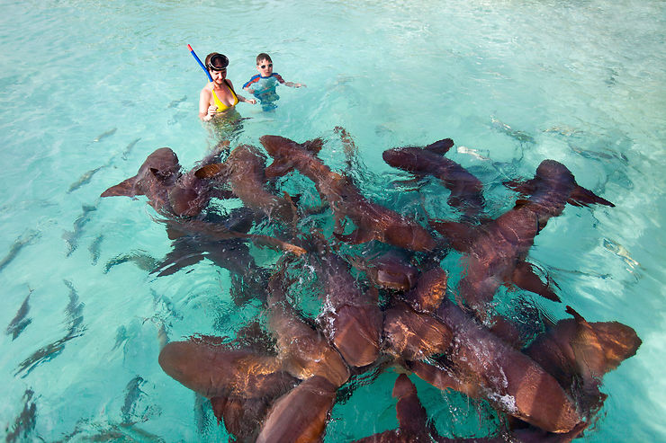 Rencontre avec les dauphins - Île de Grand Bahama (Îles des Bahamas ; mer des Caraïbes)