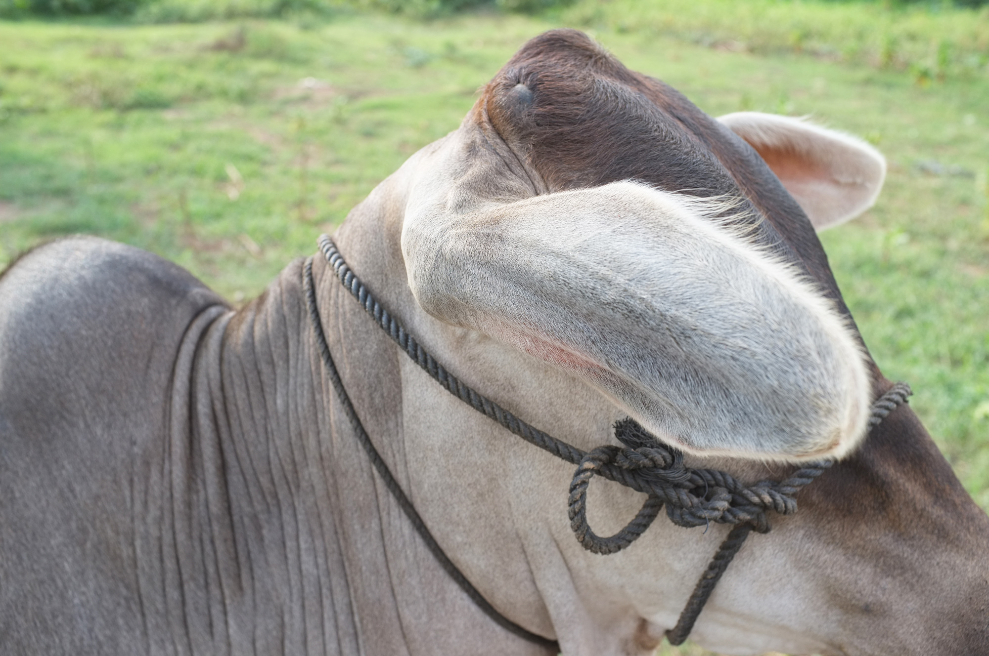 Vache Vache