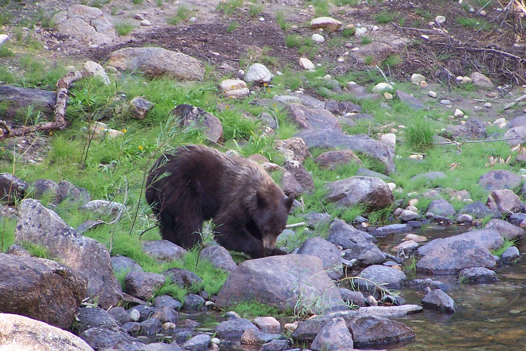 Ours noir au Sequoia National Park Ours noir au Sequoia National Park