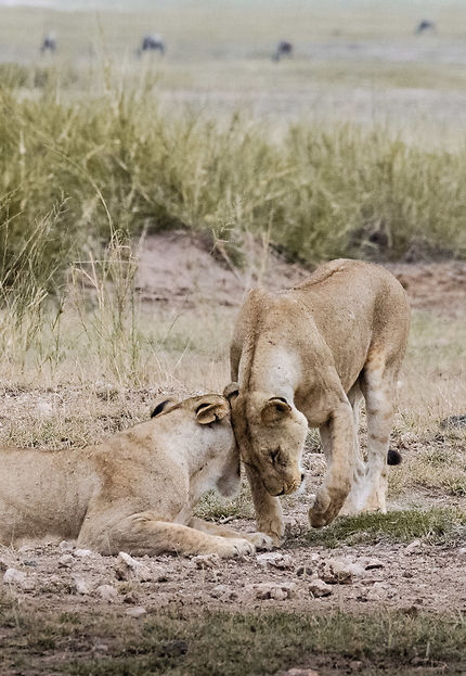 Lionnes au Parc national d'Amboseli
