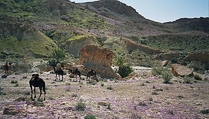 Dromadaires dans les gorges de Seldja