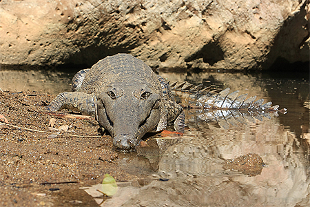 Fresh Water Croc Fresh Water Croc