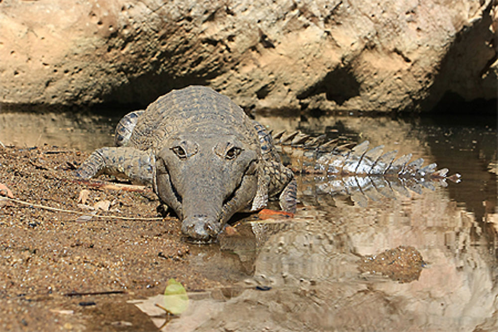 Fresh Water Croc