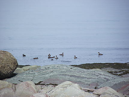 Canards à Baie-des-Sables