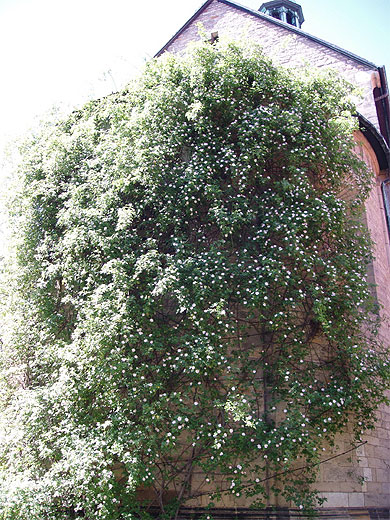 Rosier "miraculeux" Rosier "miraculeux"