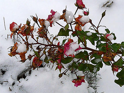 Dernières roses sous la neige