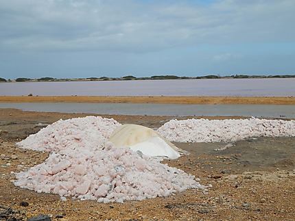 Récolte du sel à Cumaragua
