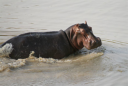 Hippopotame de la mare Sacrée