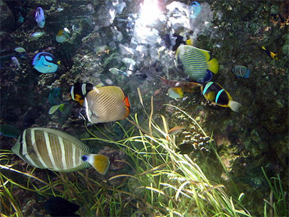 Faune aquatique à Calvia