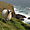 Mouton au bord d'une falaise