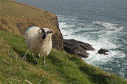 Mouton au bord d'une falaise