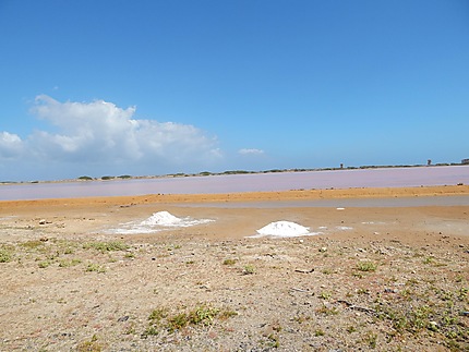 Récolte du sel à Cumaragua