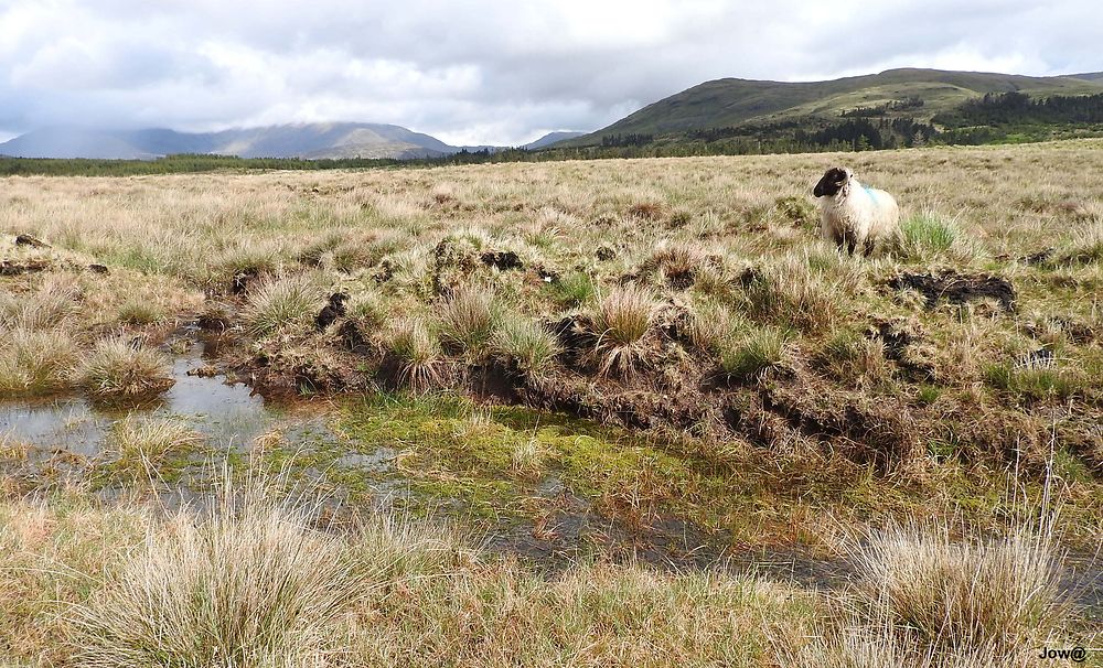 Le Connemara