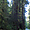 Redwood Park