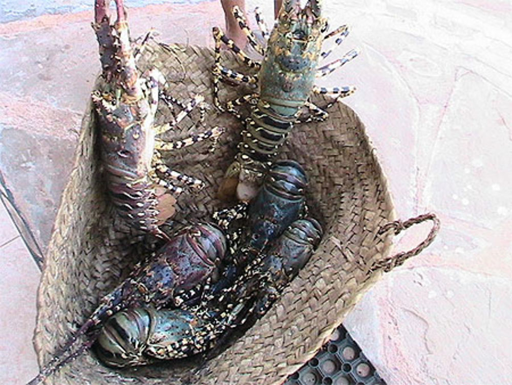 La langouste kenyane