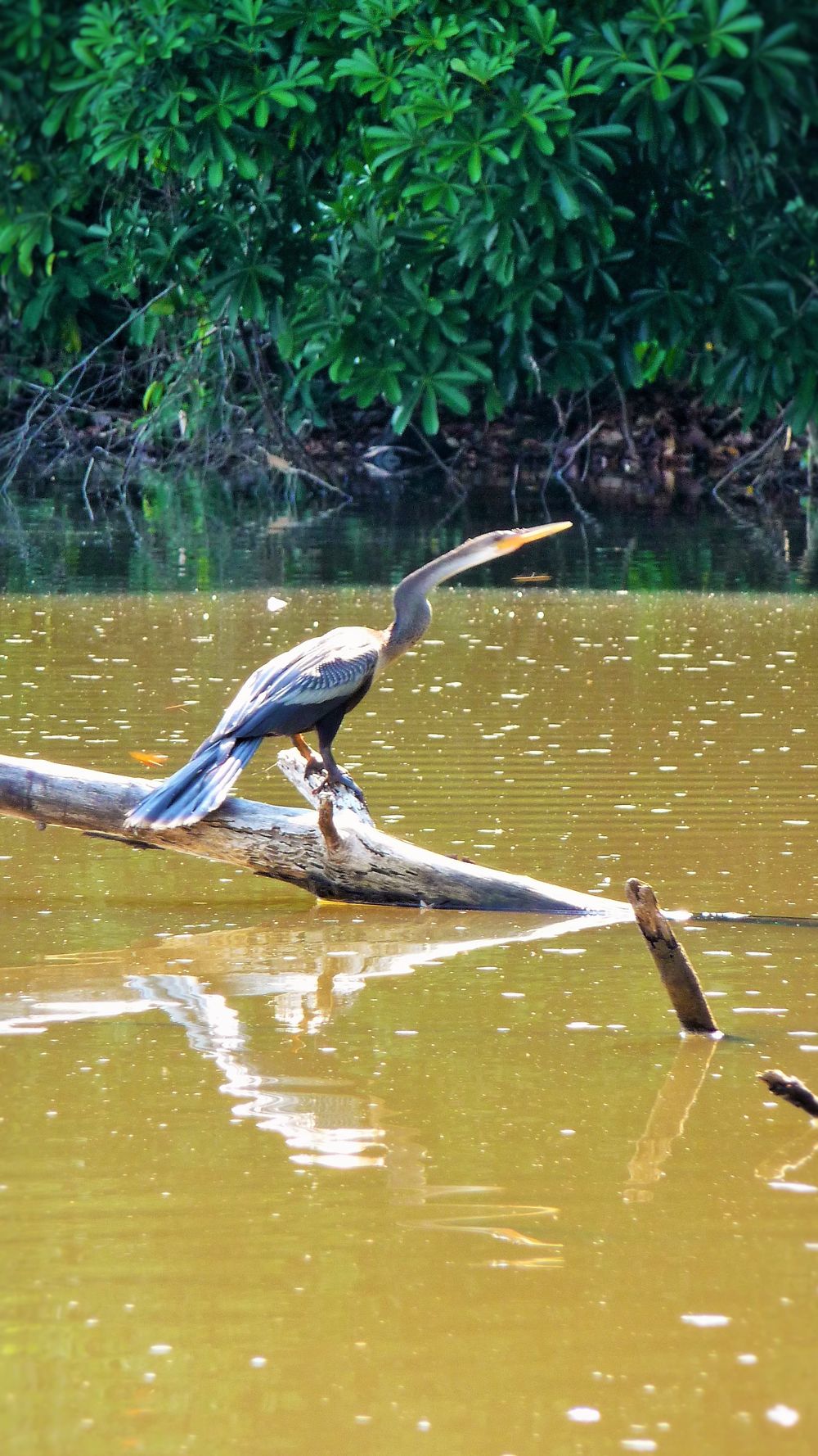 Oiseau serpent