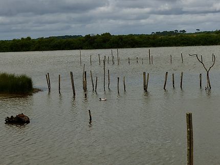 Les étangs du Parc