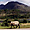 Mouton en balade dans le Connemara