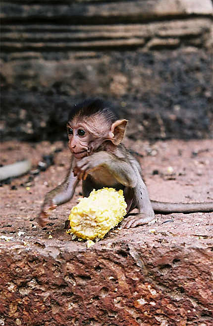 Le bébé macaque