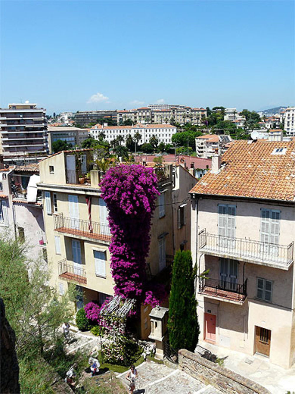 Bougainvillier géant dans une vieille rue du Suquet