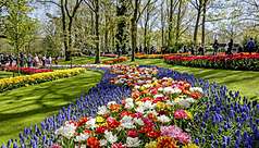 Le printemps en fleurs au Keukenhof de Lisse