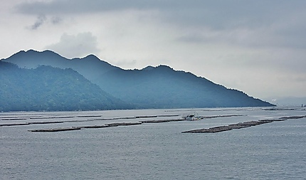 Aquaculture dans la baie de Miyajima