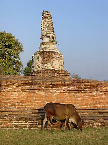 Temple Ayuttaya