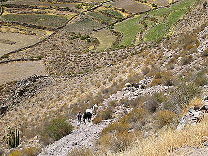 Terrasses cultivées dans la vallée de la Colca