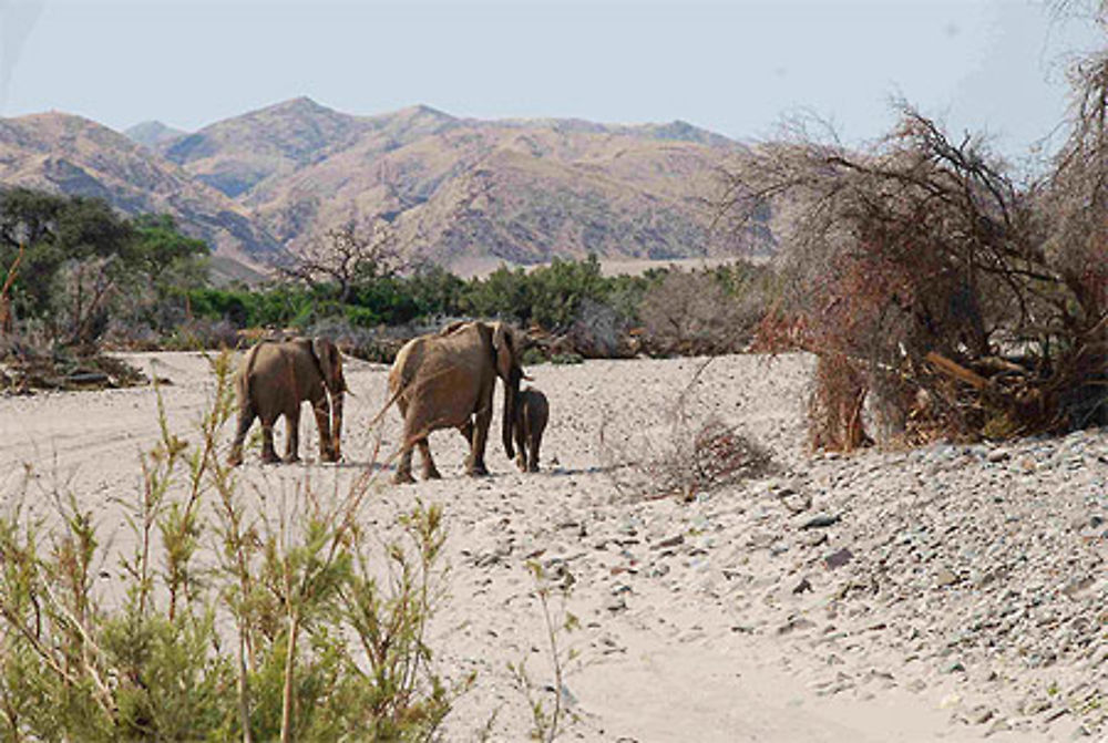 Eléphants du désert