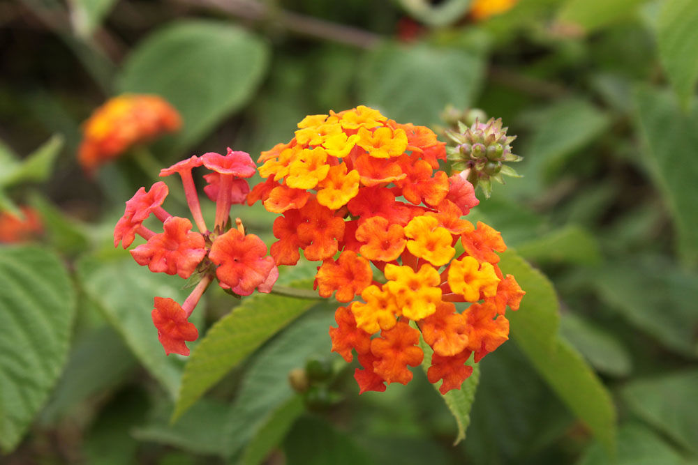 La plante à fleur incontournable