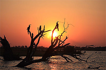 Coucher du soleil au parc de Chobe