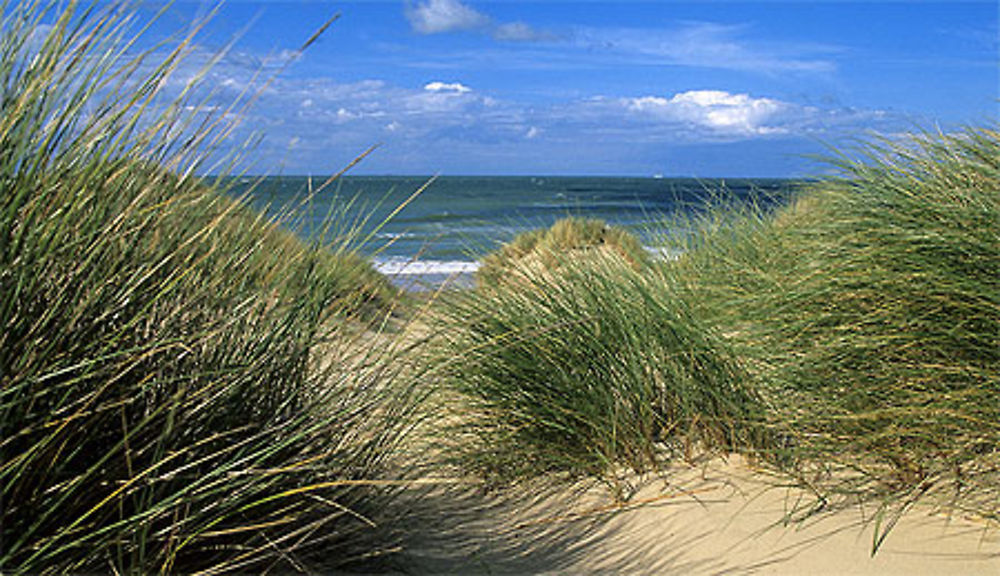 Dunes et oyats de Côte d'Opale