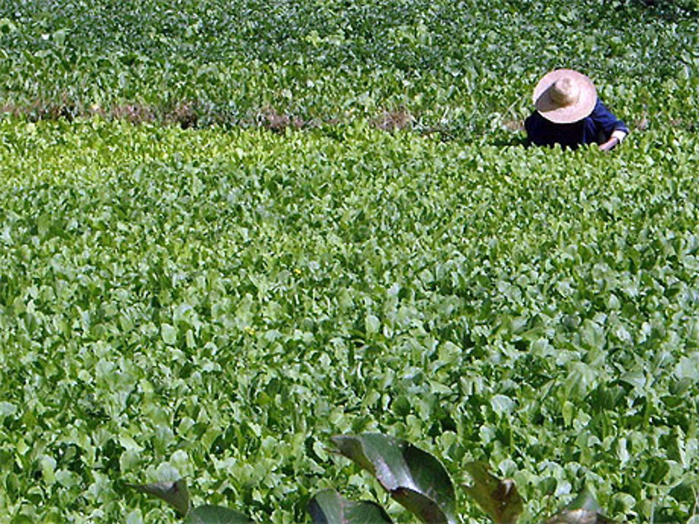 Champs de plantation 