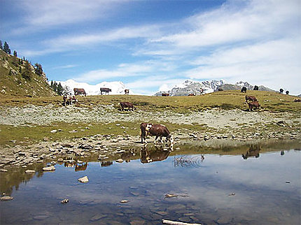 Lac et Vaches