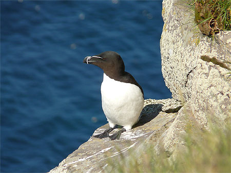 Pingouin torda Pingouin torda