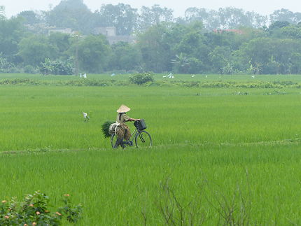 Femme dans la rizière
