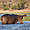 Hippopotame dans la parc de Chobe