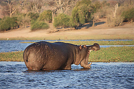 Hippopotame dans la parc de Chobe