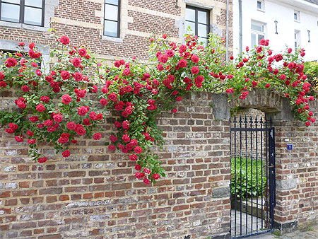 Le Béguinage de Tongres Le Béguinage de Tongres
