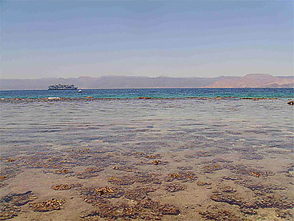 Corail dans le golf d'Aqaba