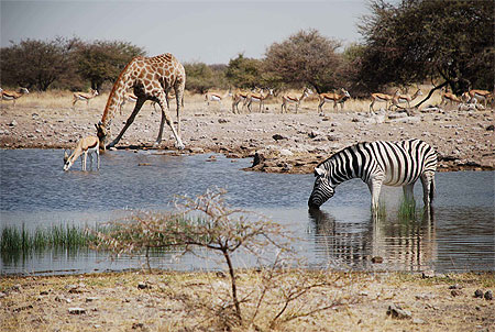 Animaux s'abreuvant Animaux s'abreuvant